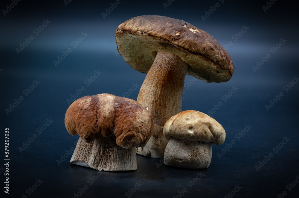 Boletus edulis isolated on background close up food health Boletus edulis isolated on background close up food health