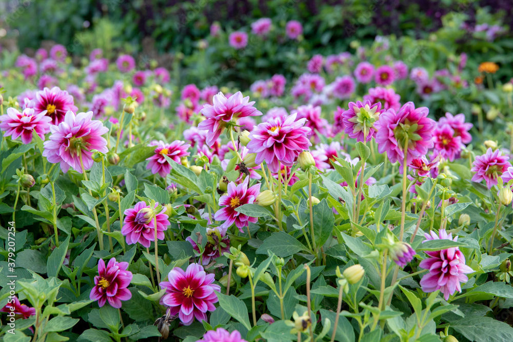 Dark pink dahlias with green leaves, background Dark pink dahlias with green leaves, background