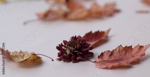Autumn composition with dry leaves and zinnia flowers on light background. Autumn, fall, Thanksgiving Day concept. Flat lay, top view, copy space