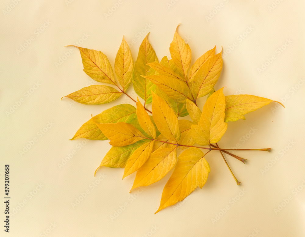Autumn green and yellow boxelder maple (Acer negundo) leaves minimal composition. Autumn flatlay background. Flat lay, top view, copy space. Autumn green and yellow boxelder maple (Acer negundo) leaves minimal composition. Autumn flatlay background. Flat lay, top view, copy space.