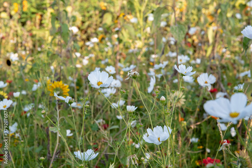Bloomind white cosmos floweres, colorful meadow background
