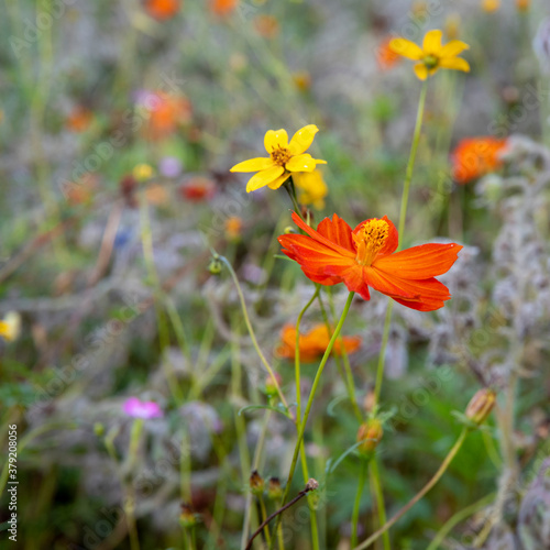 Plenty of looming flowers in different colors