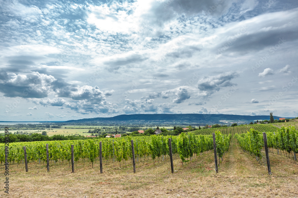 Balaton wine region