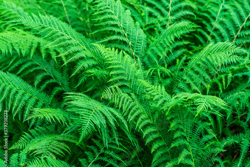 Bush of fresh vibrant green fern leaves