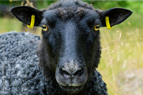 Foto Close up of a black sheep looking into the camera