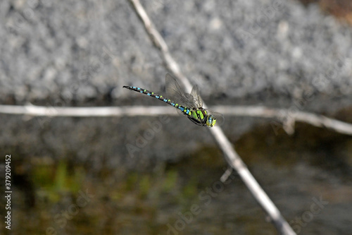 Blaugrüne Mosaikjungfer (Aeshna cyanea) / Blue hawker photo