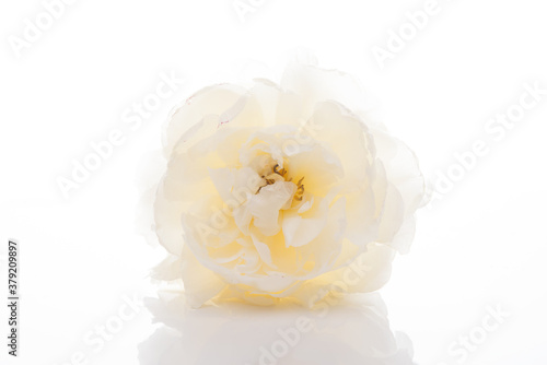 White blooming peony on a white background