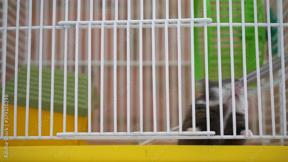 small hamster tries to get out of the cage small hamster tries to get out of the cage