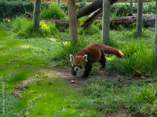 Panda rojo andando por el césped del bosque