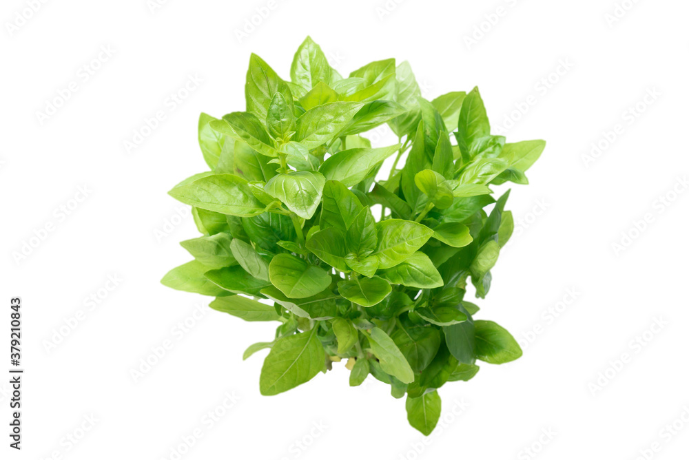 Basil in a pot isolated on white background.