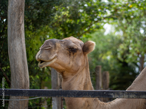 Camello llorando © David Martínez