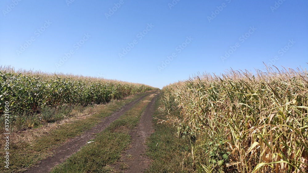 Obraz premium field, road to field, corn field