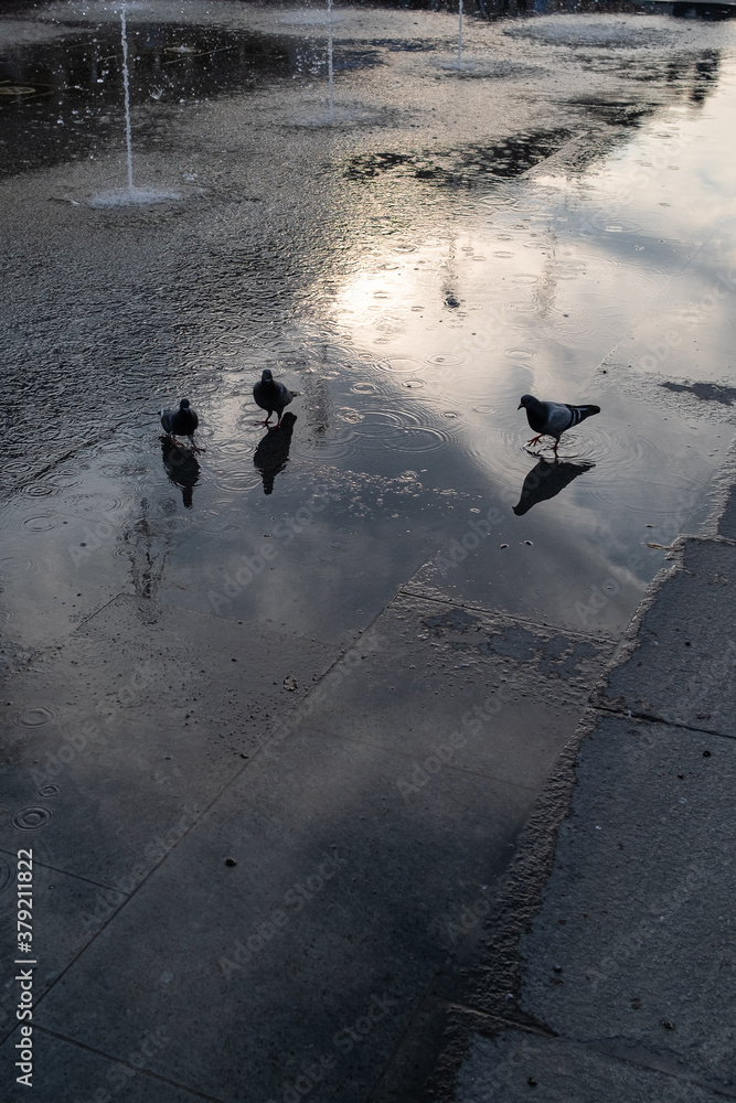 Piccioni fanno il bagno nella fontana di Reggio Emilia