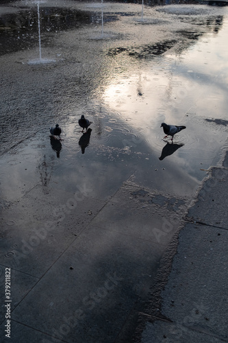 Obraz na płótnie Piccioni fanno il bagno nella fontana di Reggio Emilia w salonie