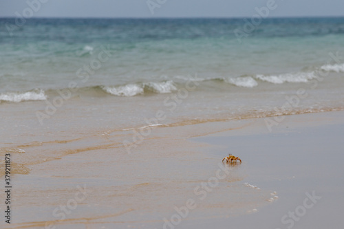 the big crab runs fast on the beach sand and there are waves in the sea