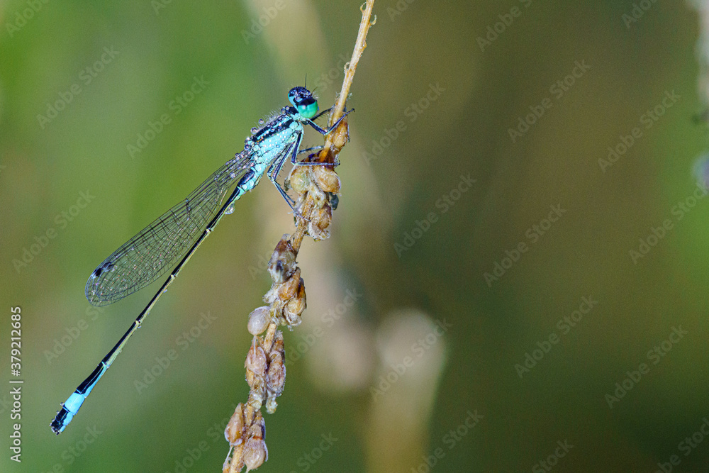 Agrion. Agrion.