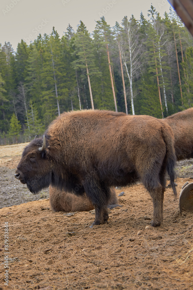 Wild european bison in the forest, Russia Wild european bison in the forest, Russia