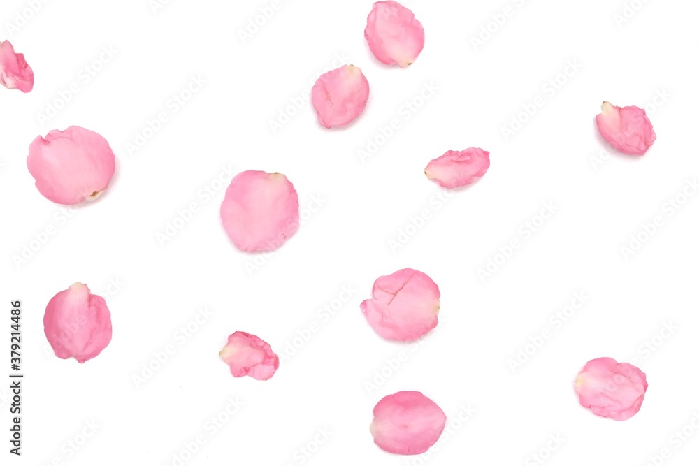 In selective focus a group of sweet pink rose corollas on white isolated with copy space and softy style