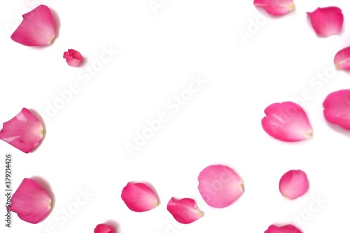 In selective focus a group of sweet pink rose corollas on white isolated with copy space 