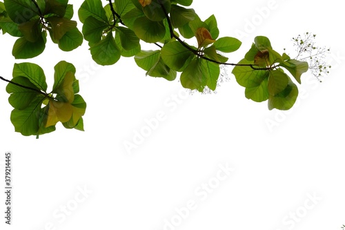 Golden teak tree leaves with branches on white isolated background for green foliage backdrop and copy space