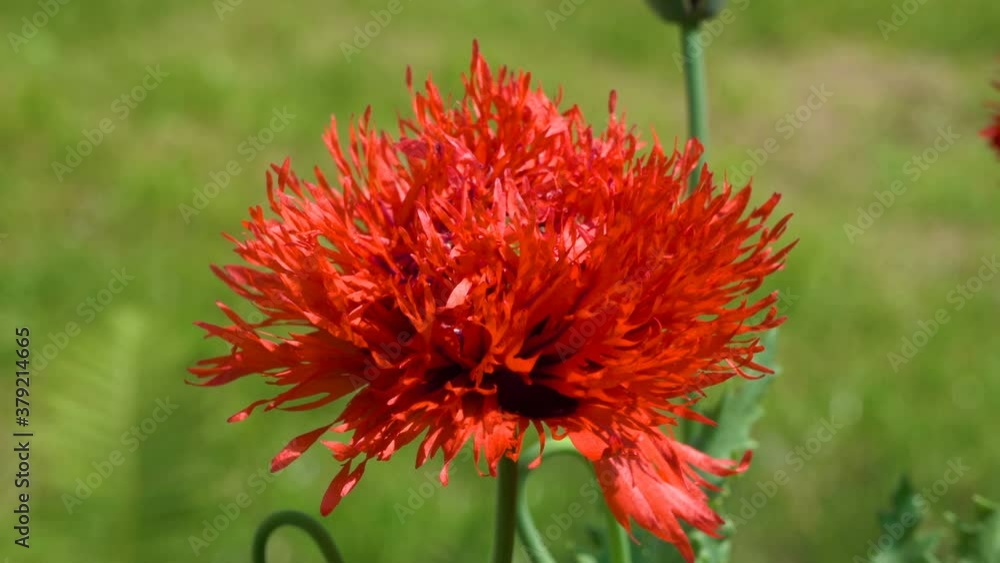Papaver terry,blossomed in summer terry poppy flowers in the garden Papaver terry,blossomed in summer terry poppy flowers in the garden