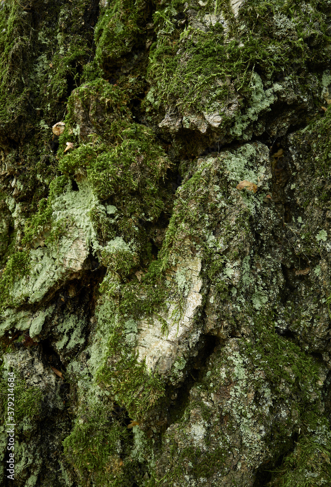 Moss-covered trunk of old birch tree. Cracked, grooved, uneven surface of aged birch tree trunk. Closeup vertical photo. Texture and pattern of birch tree skin Moss-covered trunk of old birch tree. Cracked, grooved, uneven surface of aged birch tree trunk. Closeup vertical photo. Texture and pattern of birch tree skin