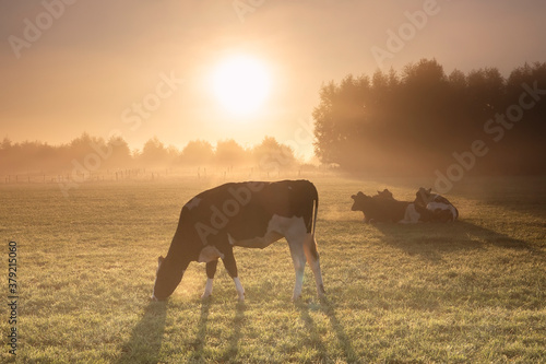 cows grazing on misty pasture at sunrise