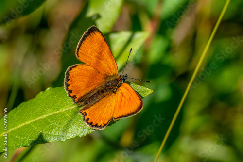 Close up of a Scarce copper butterfly sitting on a green leaf