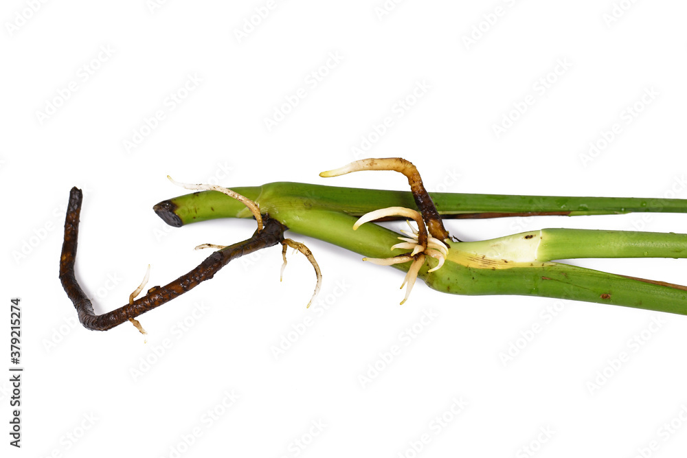 Plant stem with thick aerial root growing small water roots of exotic 'Monstera  Deliciosa' houseplant isolated on white background Photos | Adobe Stock