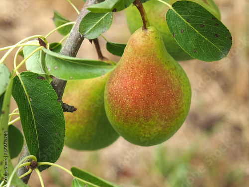 Pear hanging on a pear tree