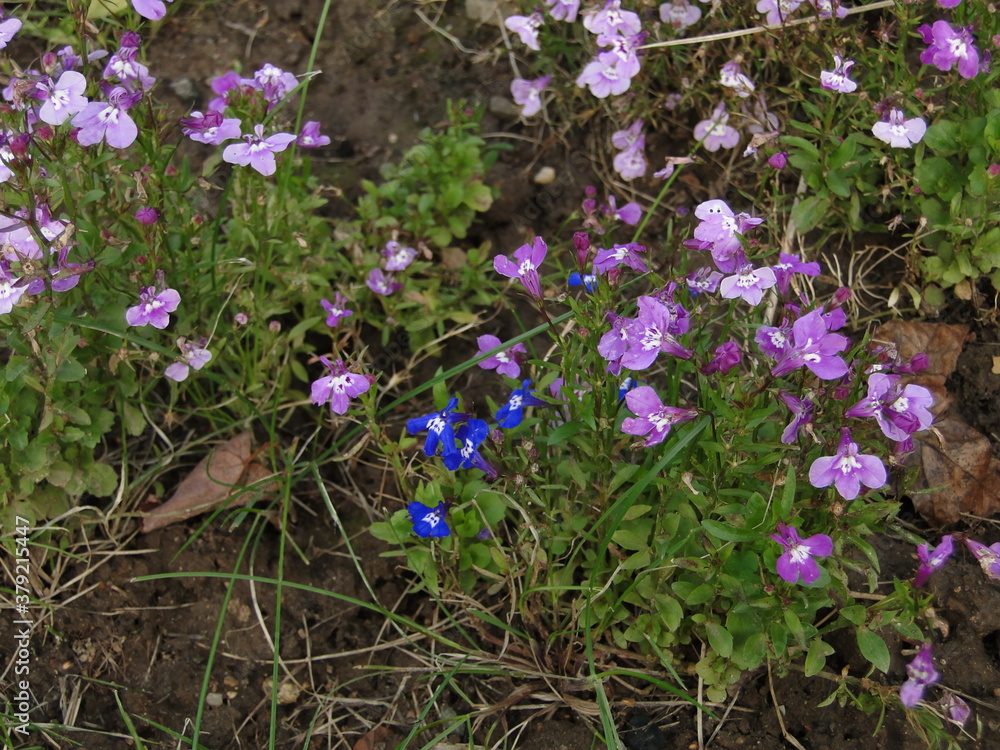flowers in the garden flowers in the garden