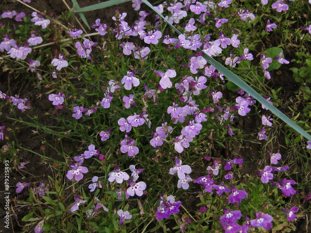 flowers in the garden