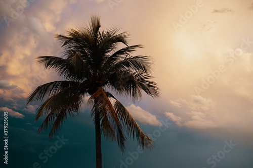 Palm Tree on a cloudy night