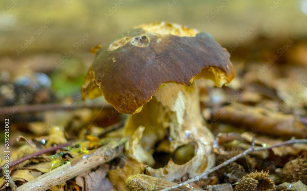 Borowik