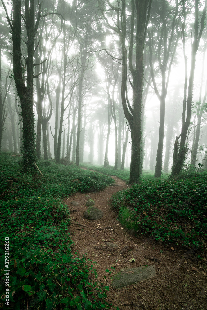 Fototapeta premium Sinuous path in the foggy forest.
