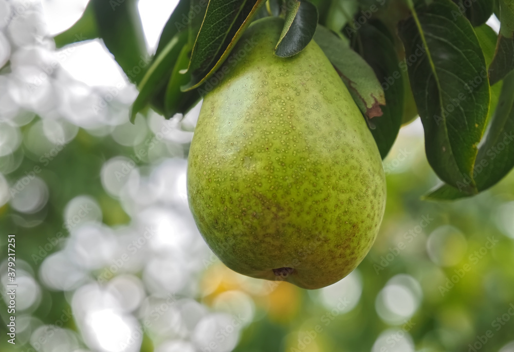 Pear hanging on a pear tree Pear hanging on a pear tree