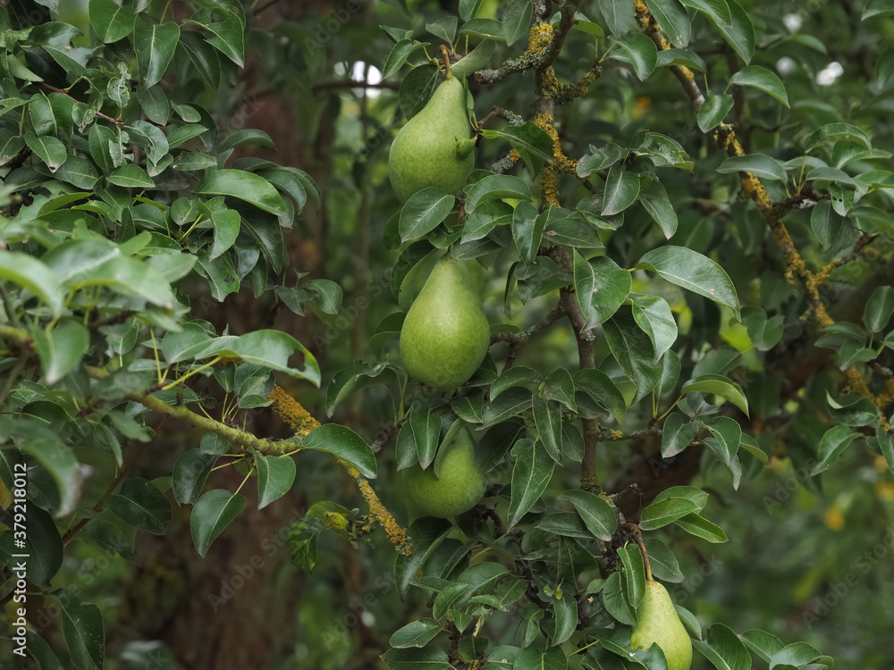 Pears hanging on a pear tree