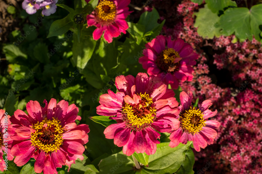 Dark pink zinnia flower blooms Dark pink zinnia flower blooms