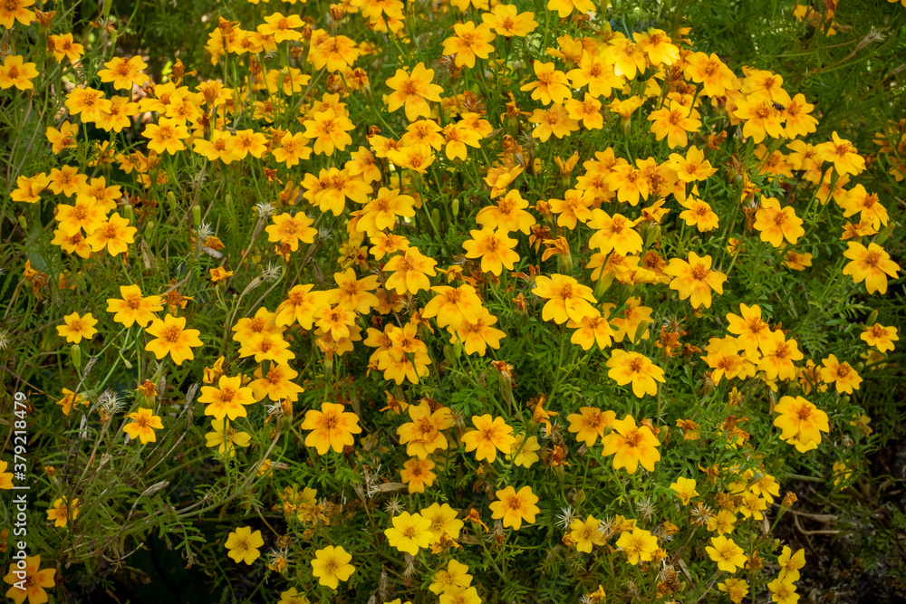 Small bushy plant with yellow flowers