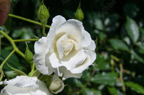Rosa chinensis the China or Bengal rose
