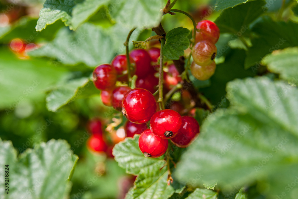 Nordic Currant Ribes spicatum fruits Nordic Currant Ribes spicatum fruits
