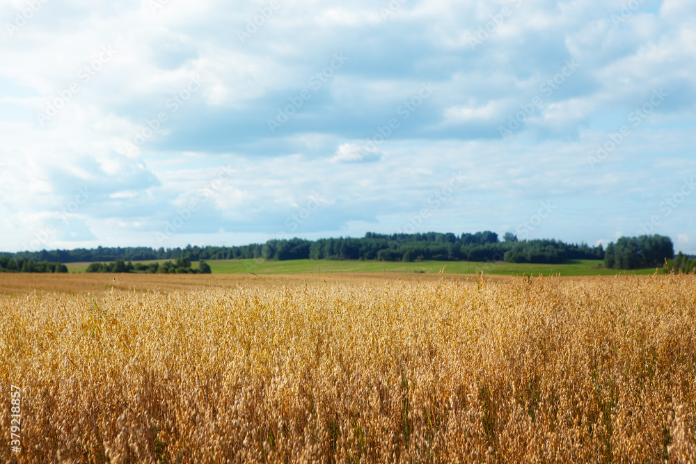 Oat cereal fields with blue sky on a sunny summer day before harvest. Oat cereal fields with blue sky on a sunny summer day before harvest.