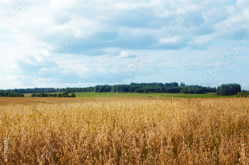 Oat cereal fields with blue sky on a sunny summer day before harvest.