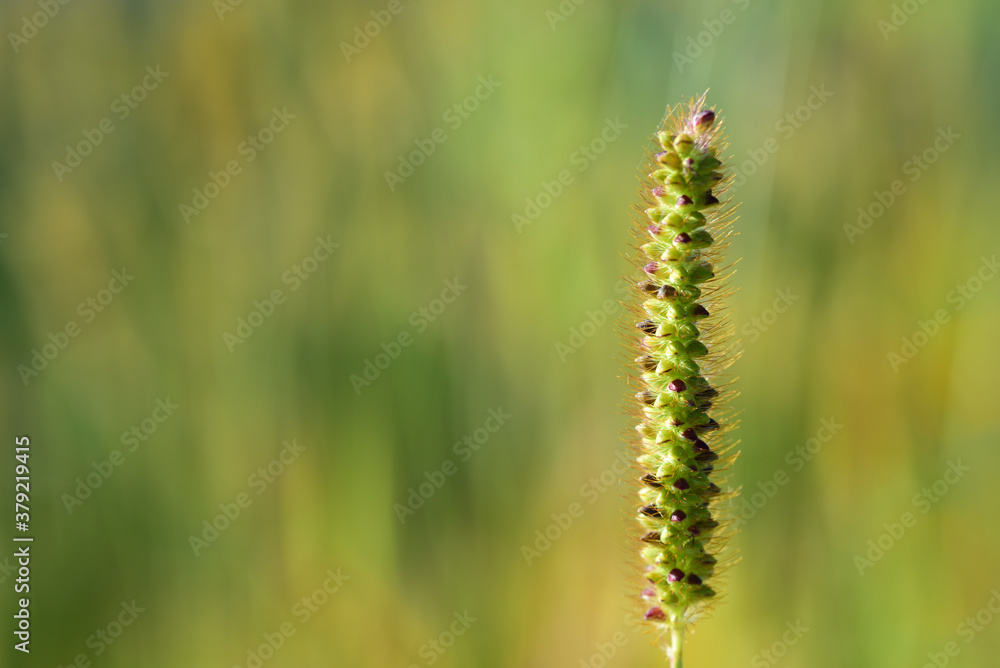 Close up of a blade of grass with seeds, against a green background