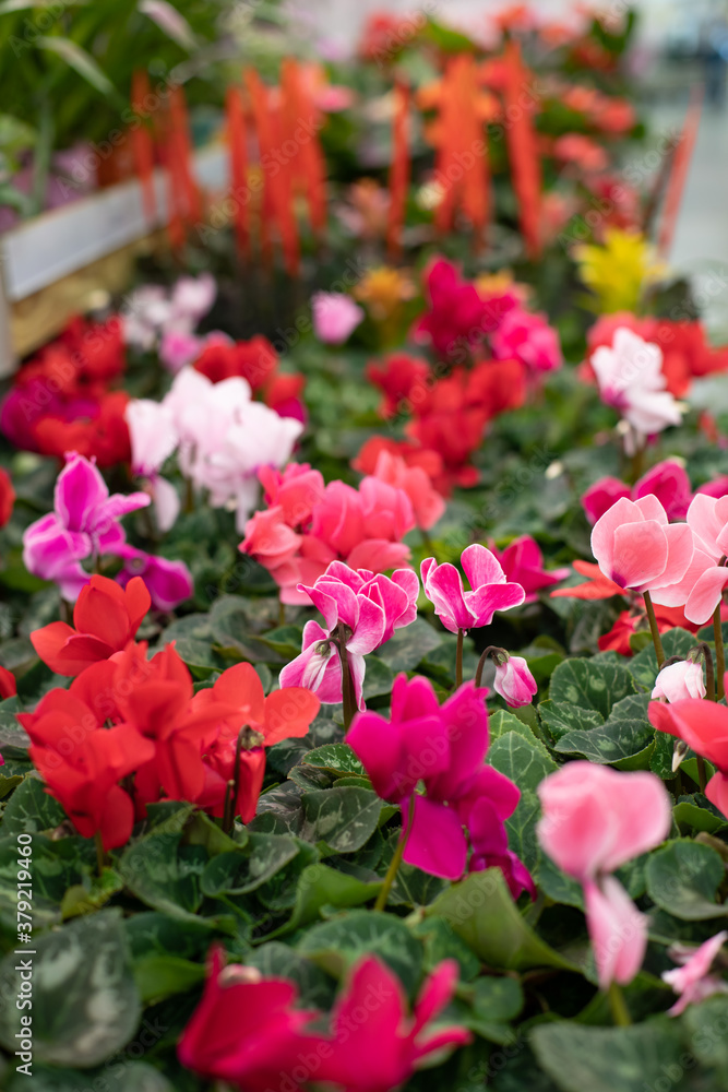 Cyclamen with red flowers. Vertical photo flower shop. A perennial houseplant in a flower pot for sale.