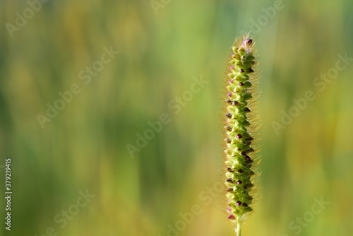 Close up of a blade of grass with seeds, against a green background