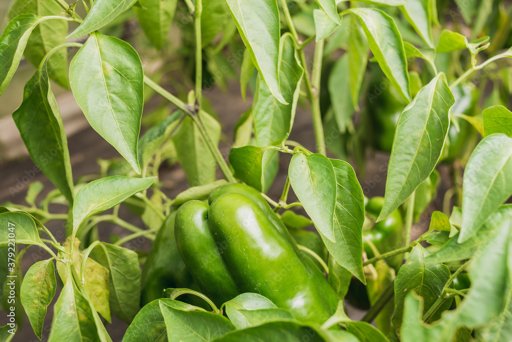 agriculture green pepper ripens/green pepper on a plant with leaves. Agriculture agriculture green pepper ripens/green pepper on a plant with leaves. Agriculture