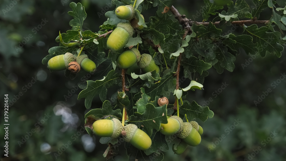 Acorns hanging on an acorn tree in fall Acorns hanging on an acorn tree in fall