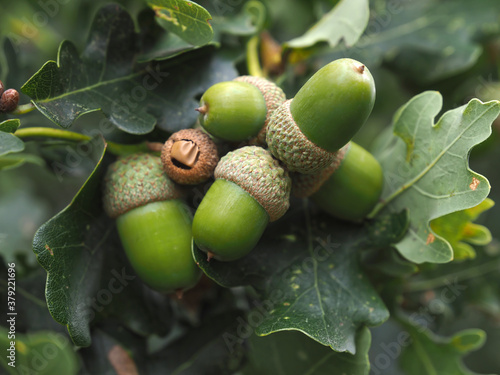 Acorns hanging on an acorn tree in fall