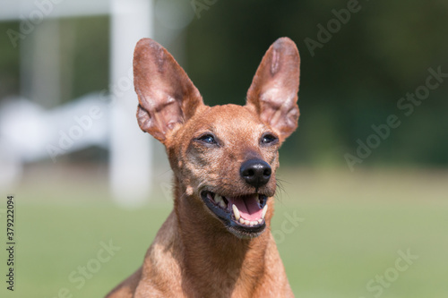 Sable brown miniature pinscher portrait on summer time with green background. German miniature pinscher looking attentive to the owner outdoors. Smart and cute pincher with big funny ears